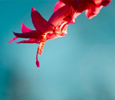 Windows 8.1ϵͳԭ����ֽ