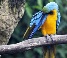 �׿�Windows 8.1ר������